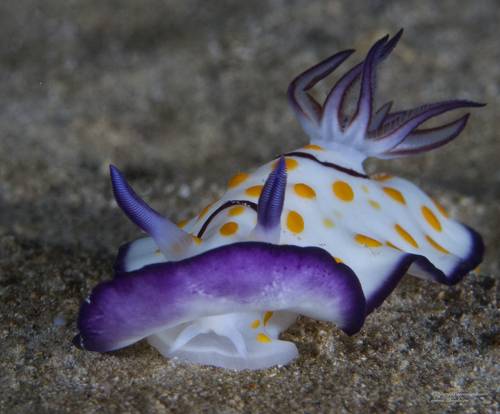 с фиолетовой каймой