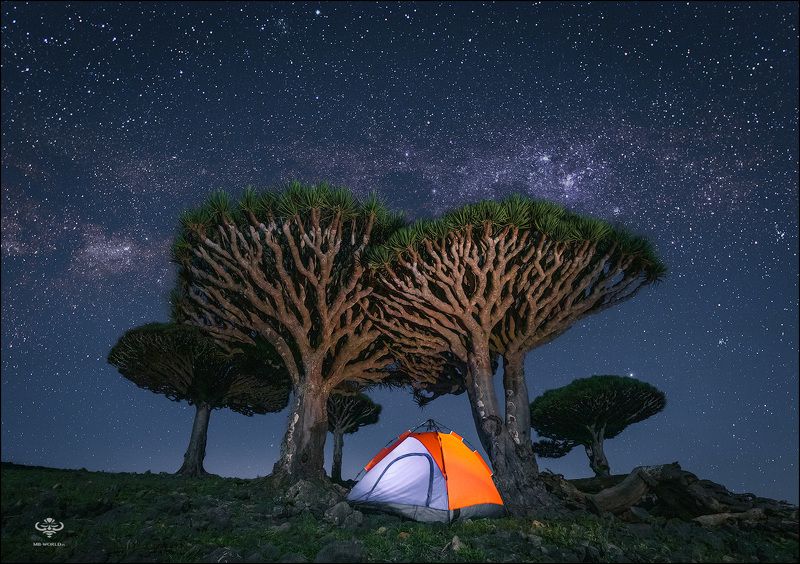 Сокотра, Йемен, фототуры Ночь среди драконовых деревьев фото превью