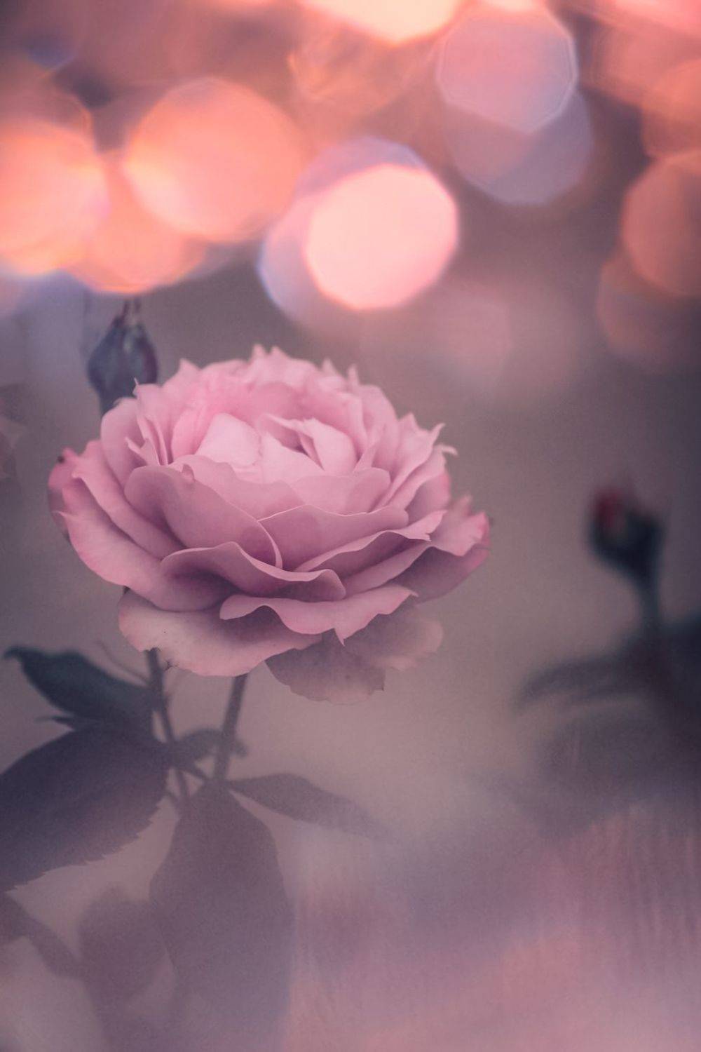 макро, macro, цветы, flowers, роза, rose, Julia Kaissa