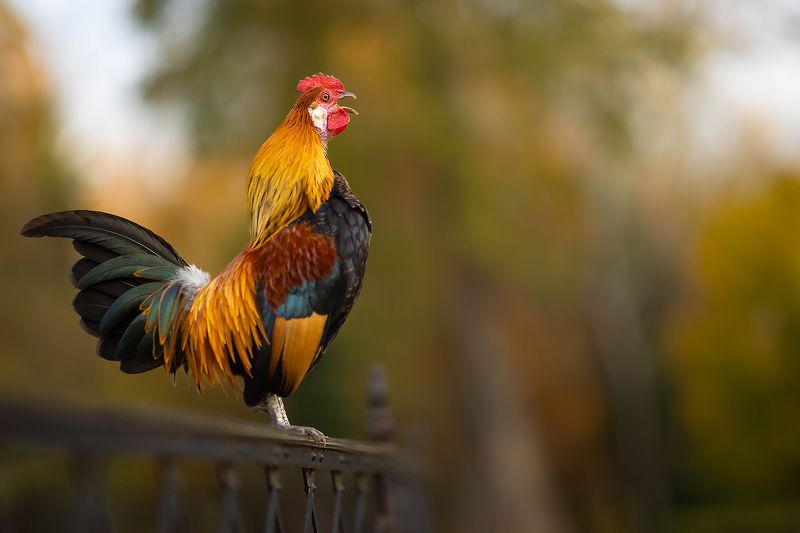 Cock фото превью