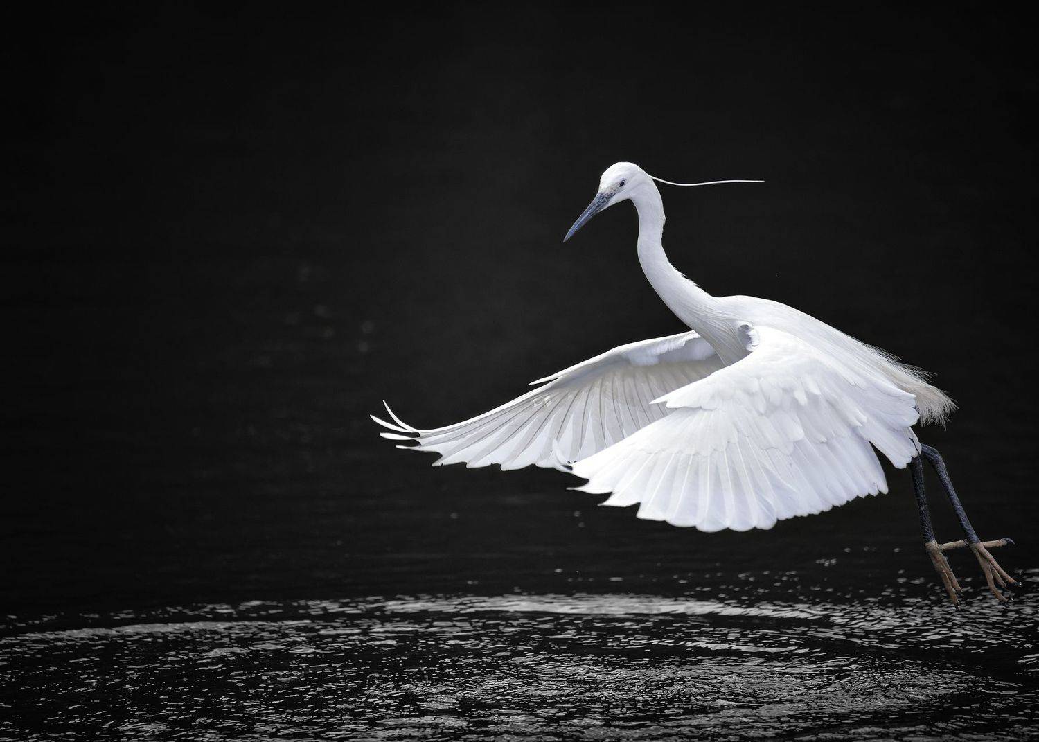 birds, animals, wildlife, heron, птицы, цапля, пернатые, Токарев Олег