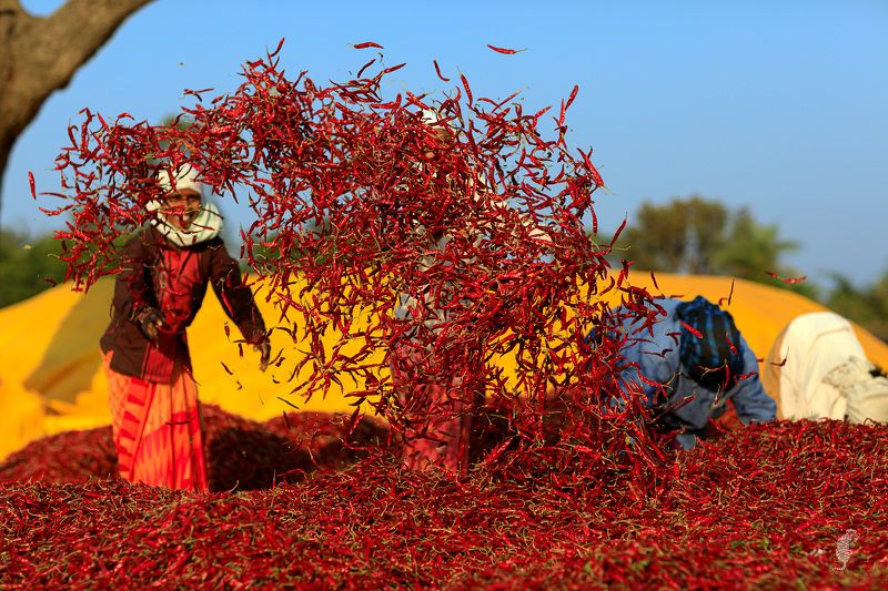 Spice фото превью