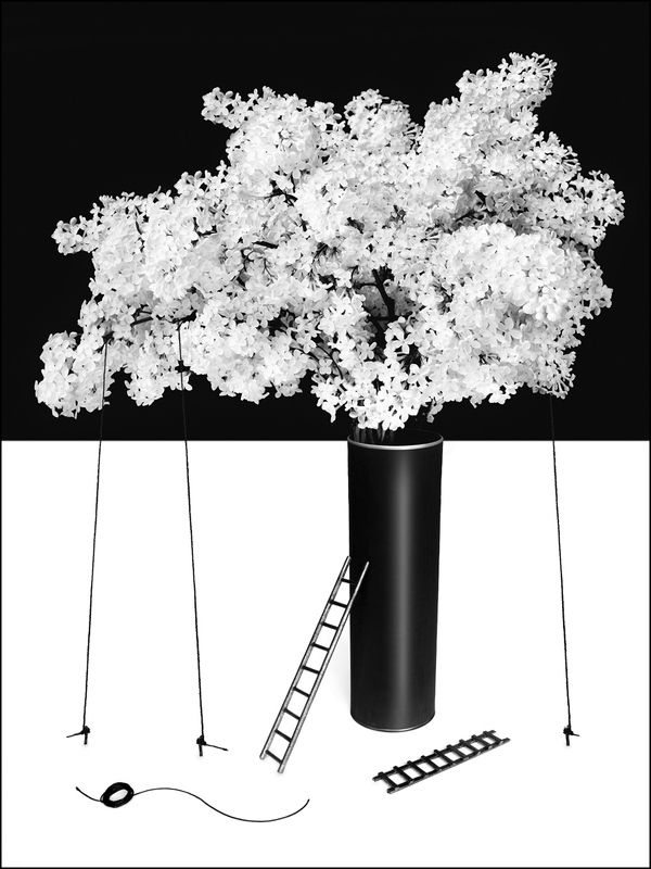 ч/б, натюрморт  фото превью