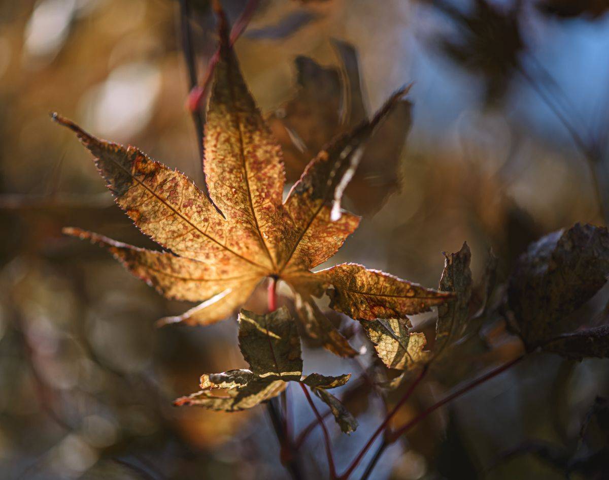 природа, макро, осень, клен, Неля Рачкова
