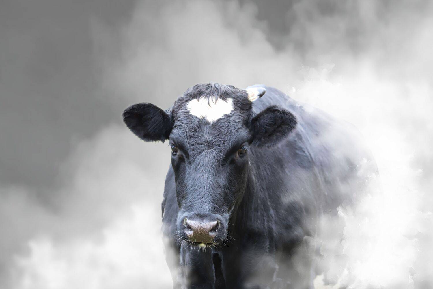 summer landscapes, animals, cows, nature, pastures, rural pastoral, idyll,, DZINTRA REGINA JANSONE