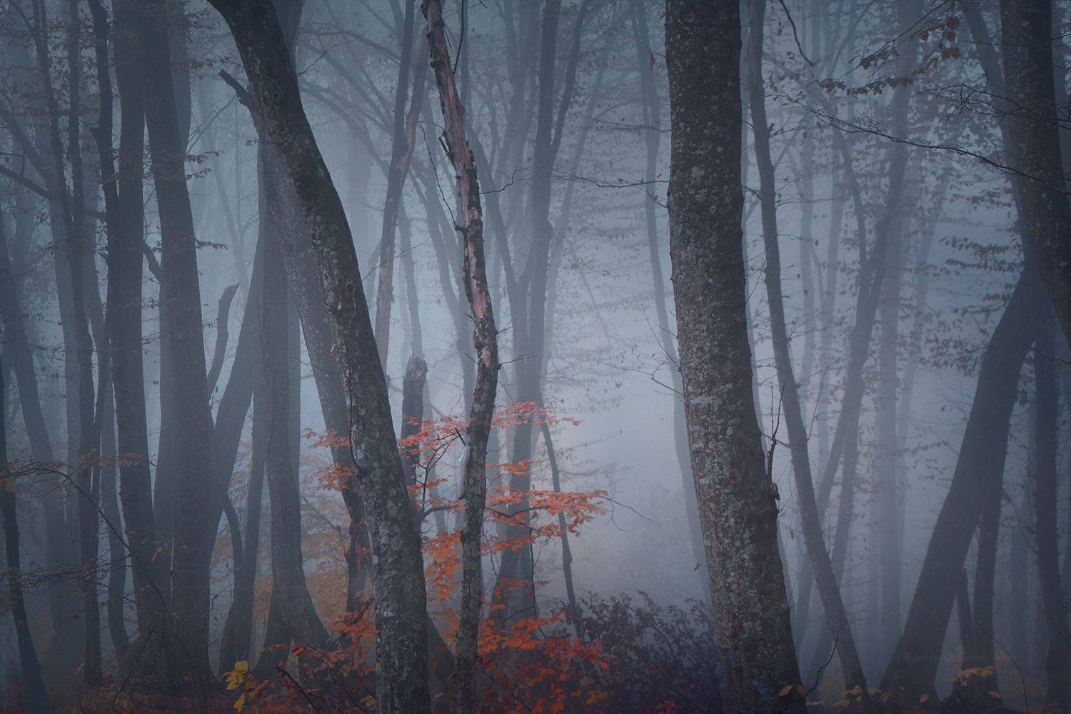 , Шипунова Ирина