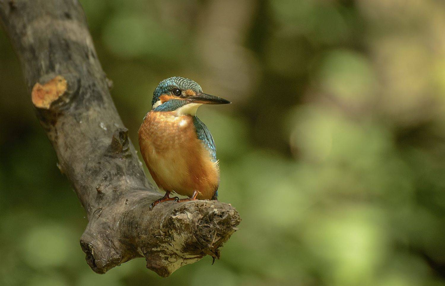, Анатолий Зверев