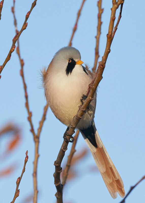 Синица усатая (южный берег Финского залива, ноябрь 2021) фото превью