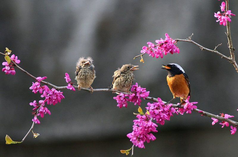 brooding фото превью