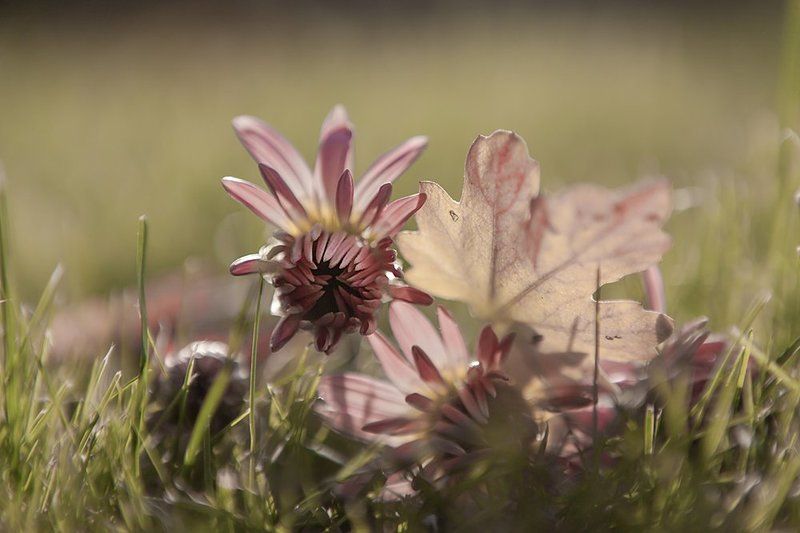 В розовых тонах фото превью