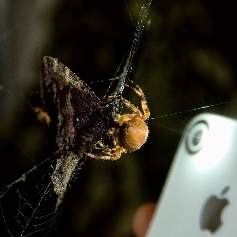 ПроНадкушенноеЯблочко) фото превью