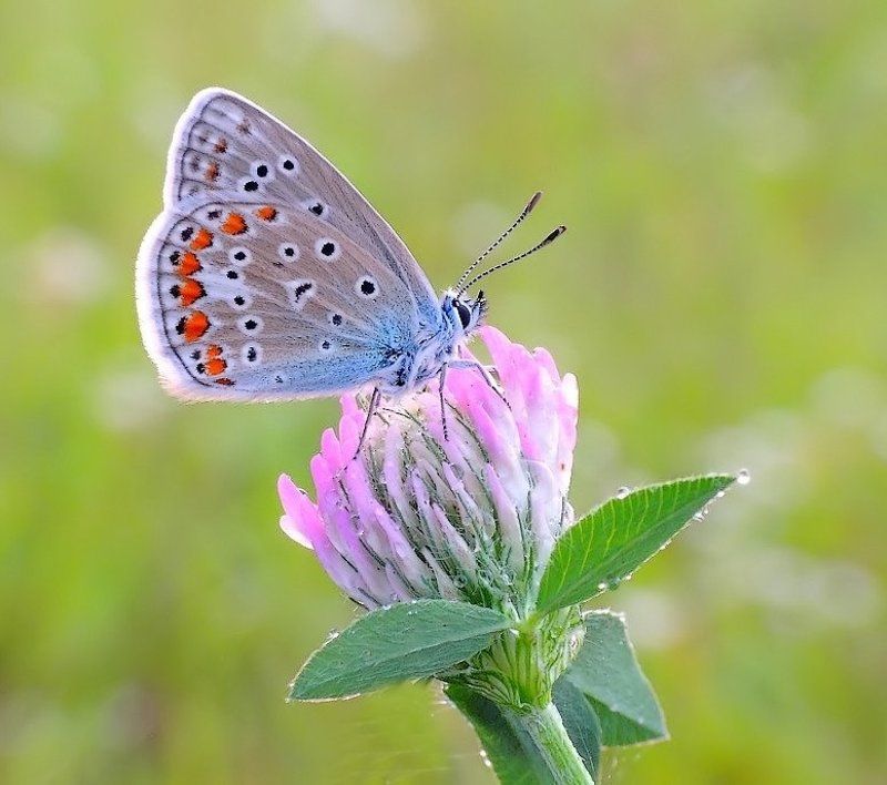 Сладкий запах нектара ... фото превью