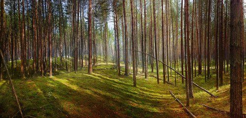 Мишки где-то там в лесу...