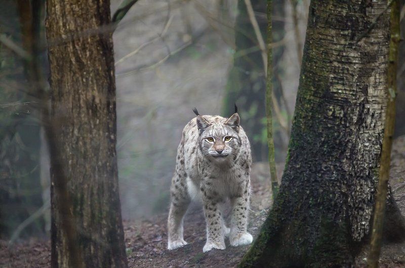 Коты бывают разные фото превью