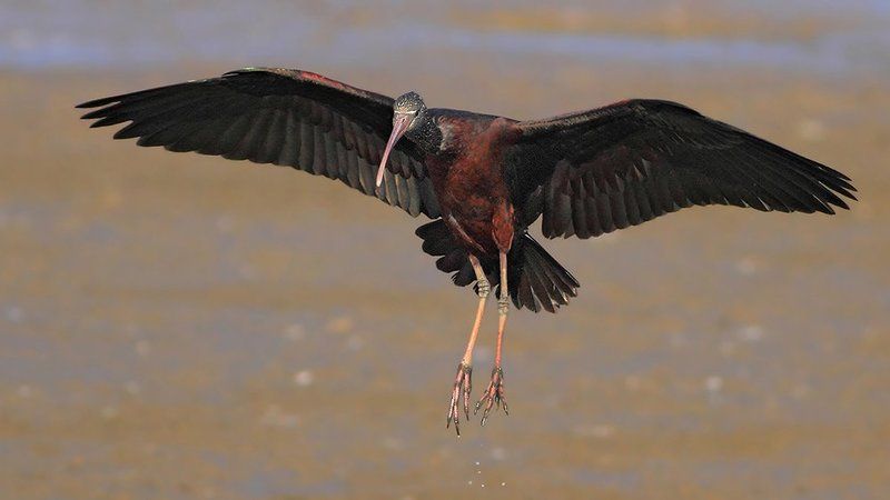 400mm, 7D, Animals, Birds, Ibis, Животные, Ибис, Птицы Экстренное торможение фото превью