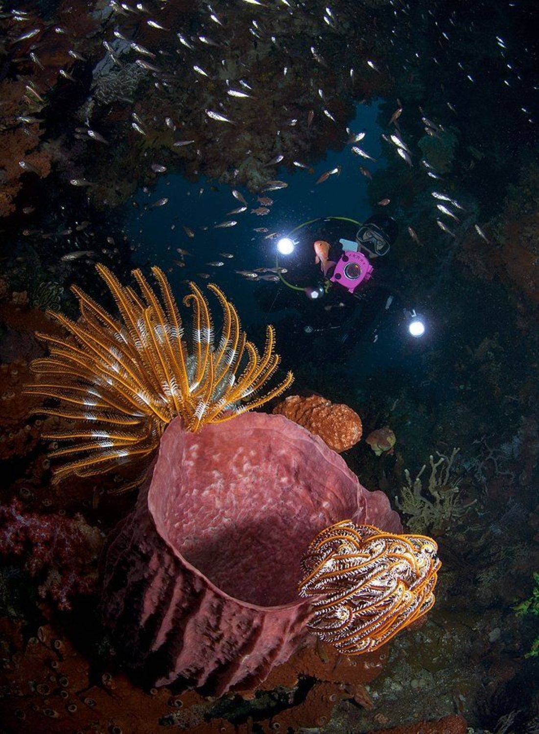 , Андрей Макеев