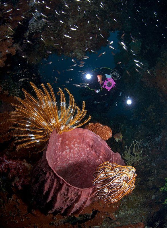 В подводной пещере фото превью