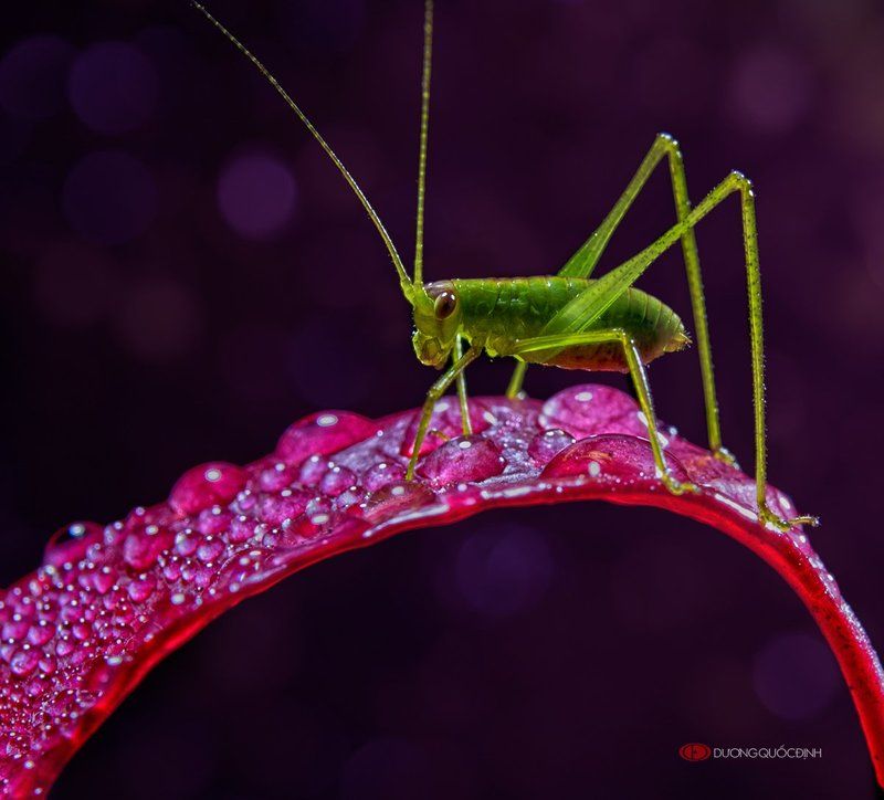 DQD Macro фото превью