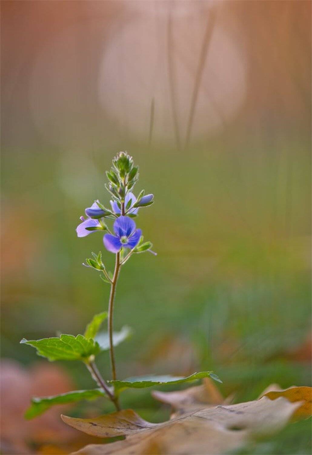 , Геннадий Мещеряков