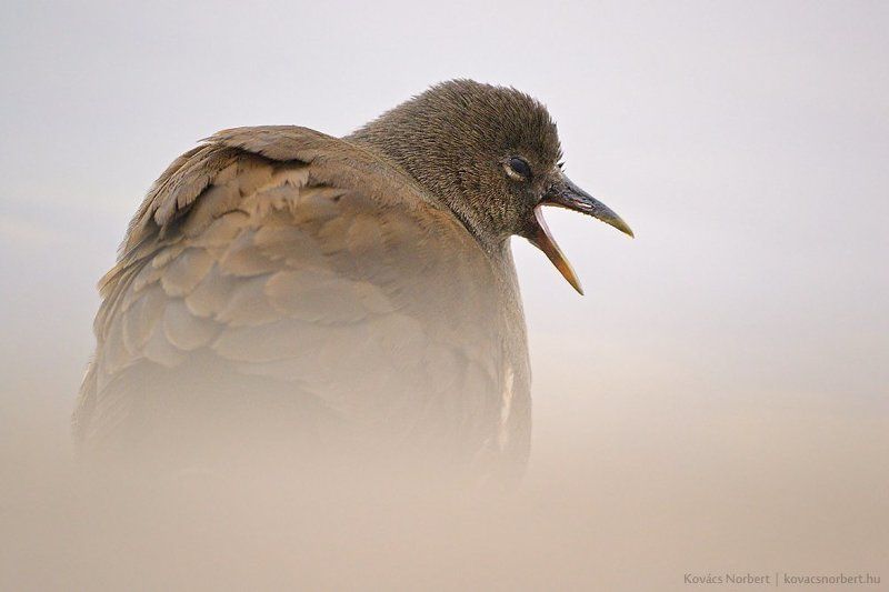 Sleepy morning фото превью