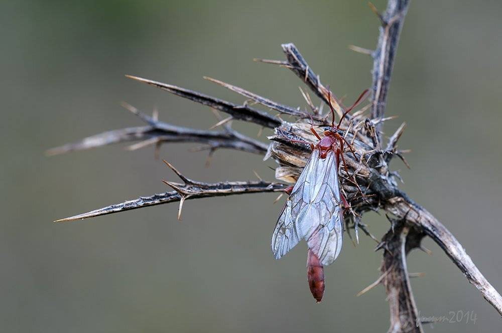 , Игорь ФУММ