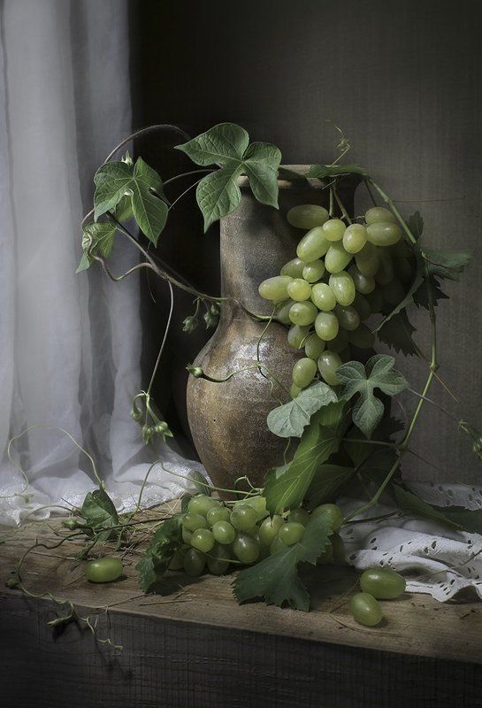 вьюнок фото превью