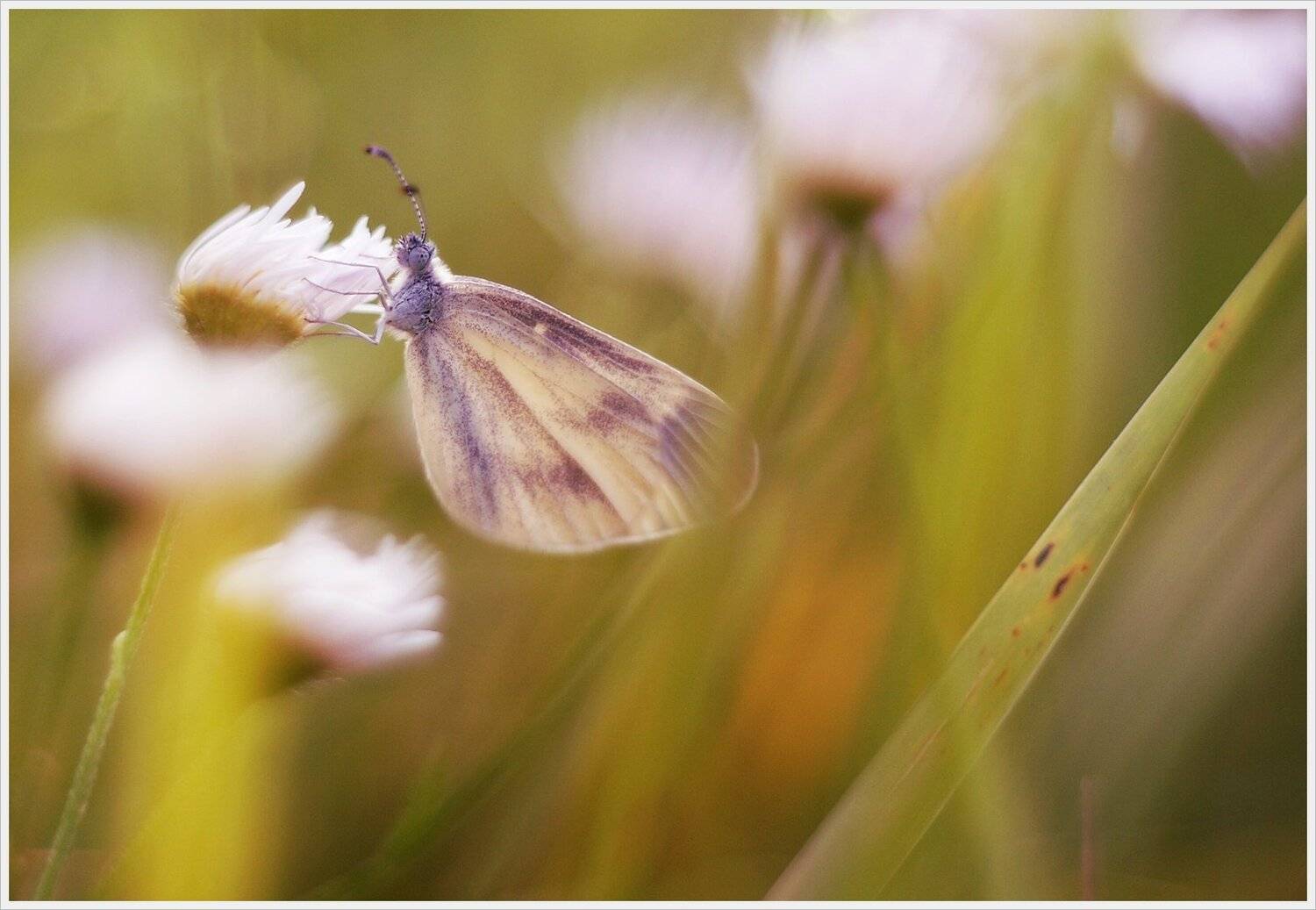 , Krzysztof Trojanowski