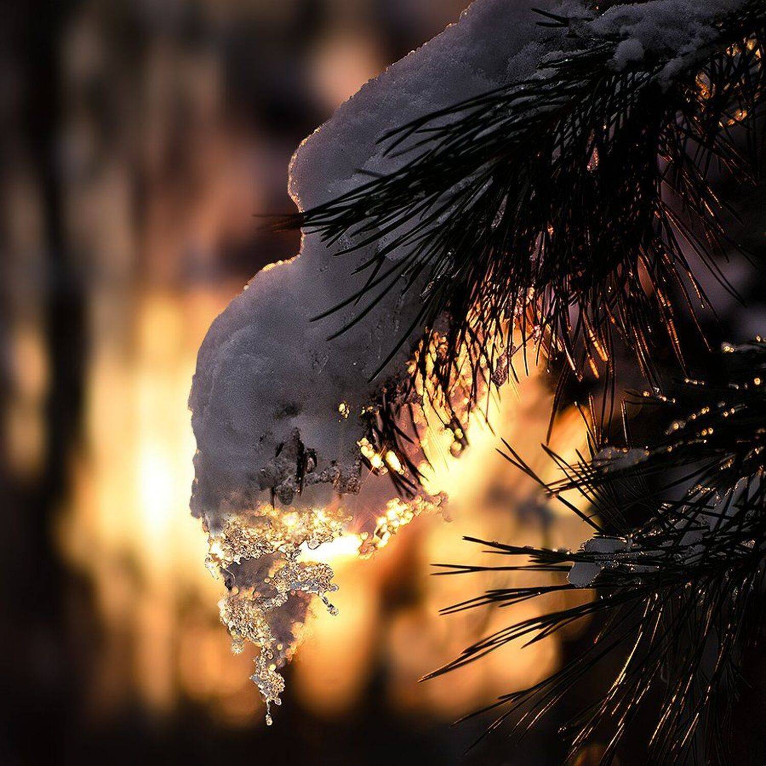 сосулька, февраль, лес, Сергей Хромов