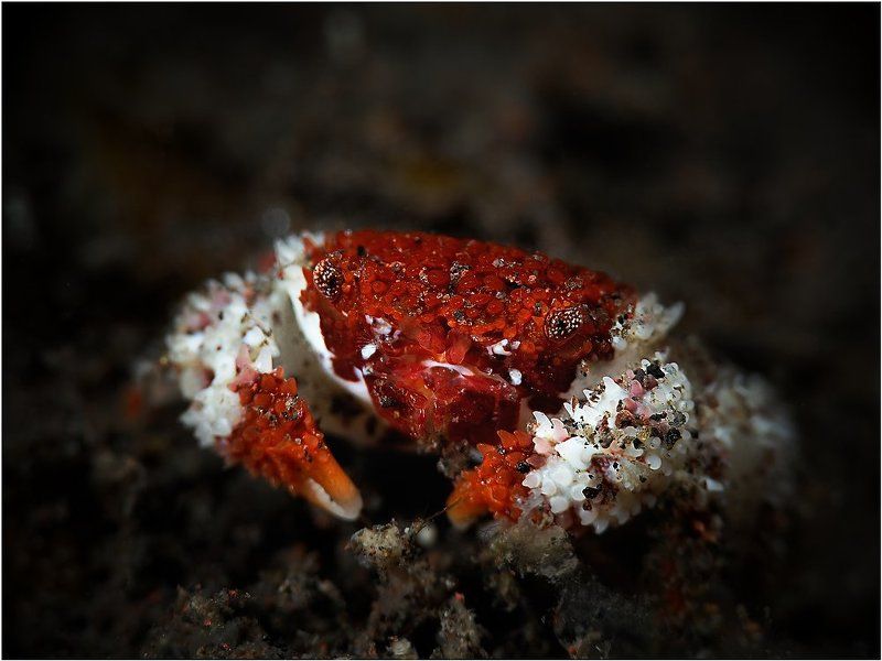 Crab. фото превью