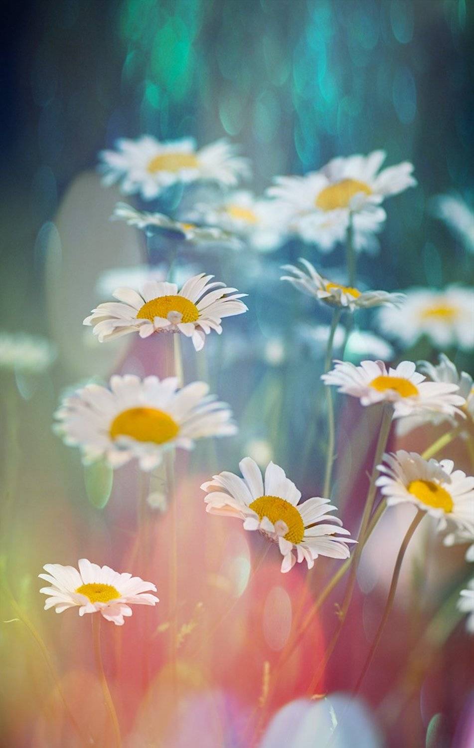 , Таня  Маркова