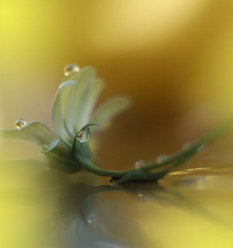Golden Rain..