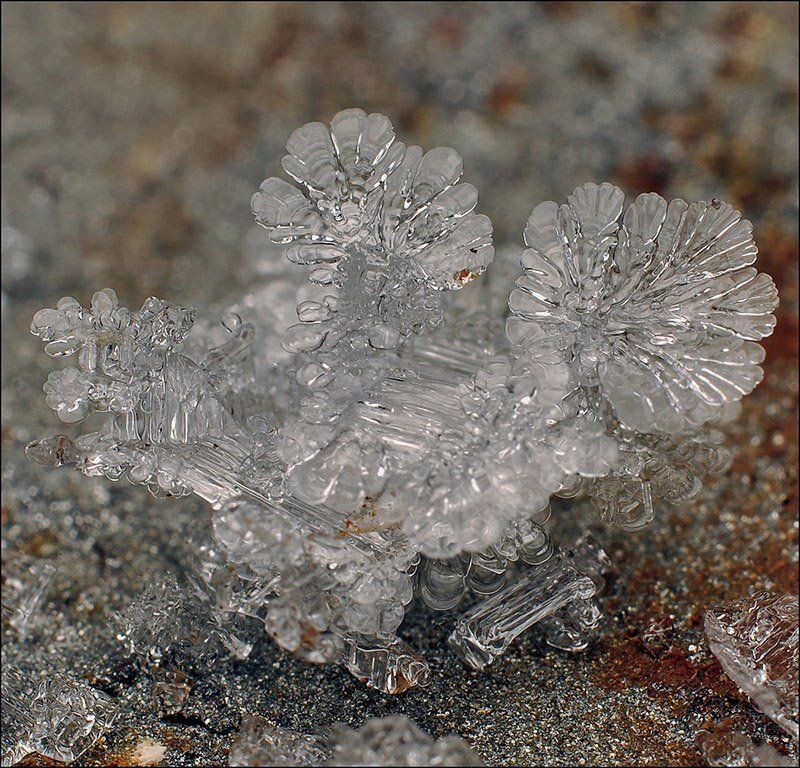 Фиалки ночью... фото превью