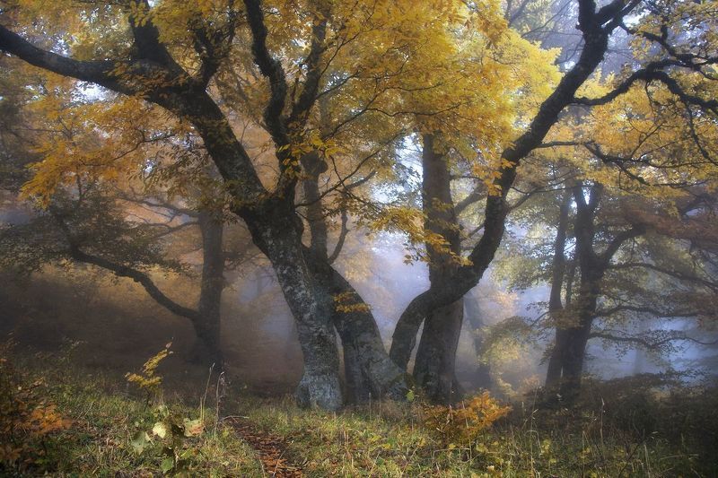 Семейка грабов в осеннем наряде фото превью