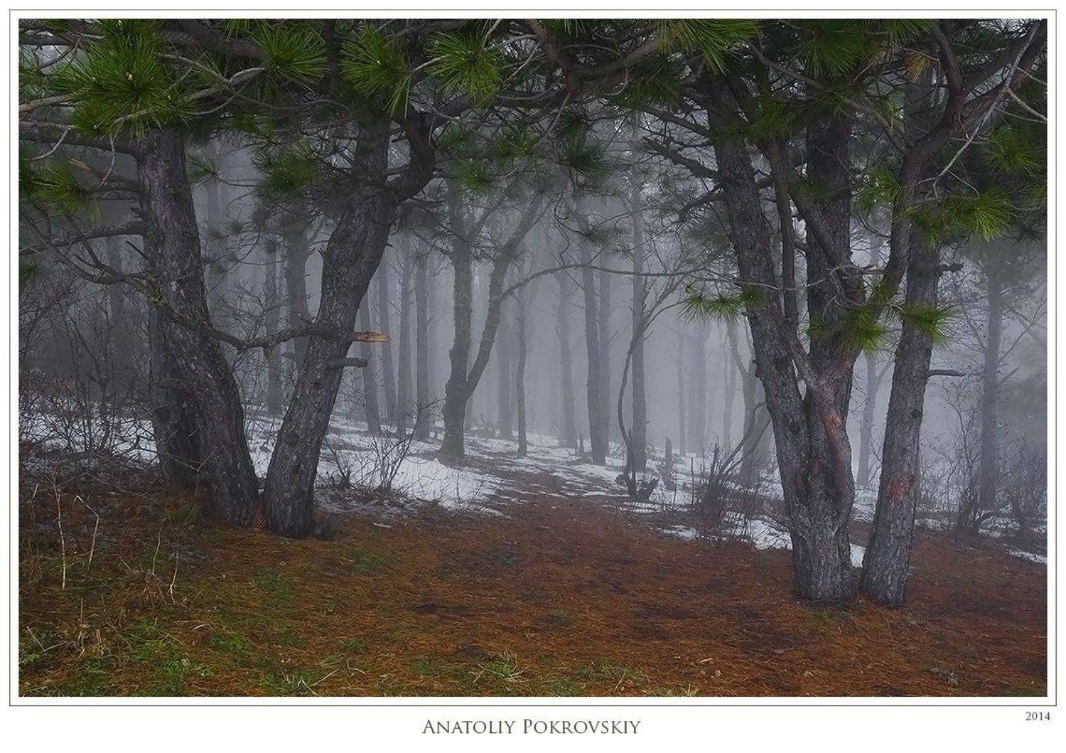 Зима, Крым, Лес, Скала Козырёк, Снег, Сосны, Анатолий Покровский