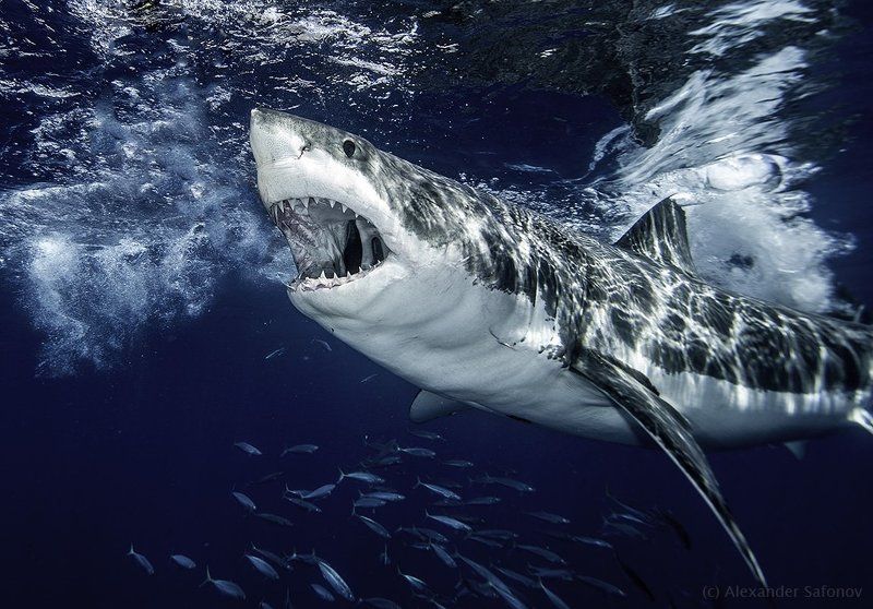 powerful argument фото превью