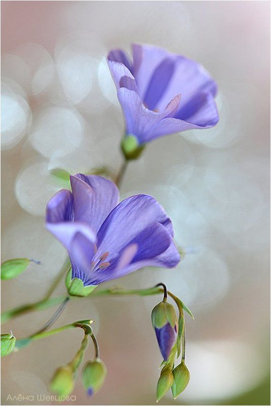 Ленок фото превью