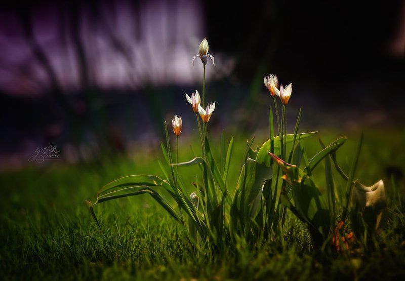 ... фото превью