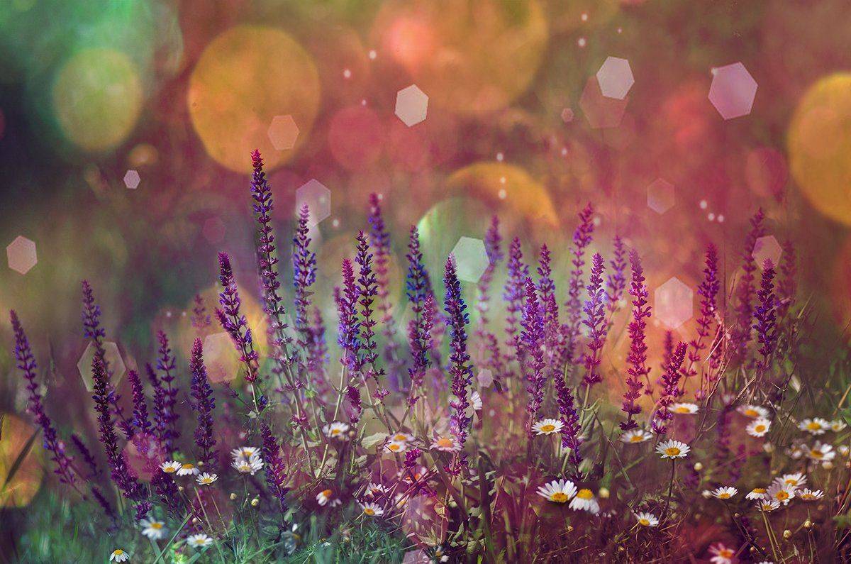 , Таня  Маркова