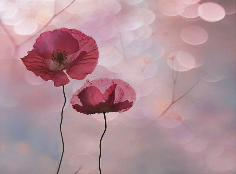 Есть у лета особая нежность... фото превью