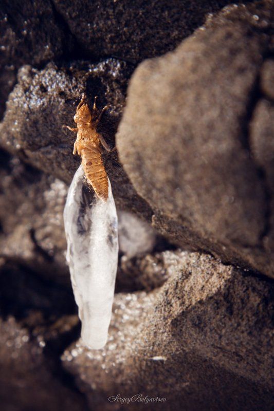 Мох, Скала, Стрекоза, Трава Из жизни камней фото превью