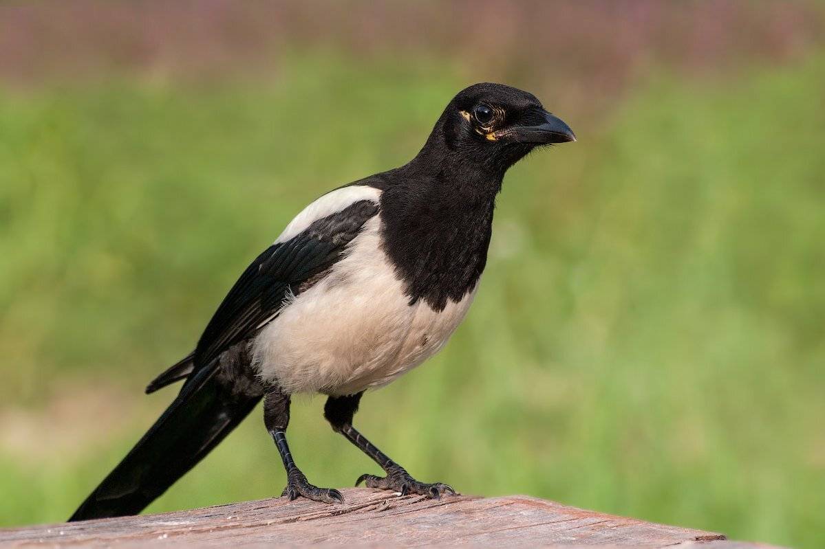 , Ирина Фурашова