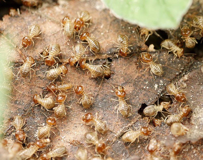 Лаос, Термиты, Тропики *** фото превью