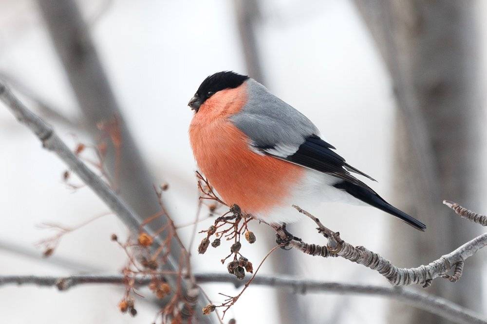 птицы, снегирь, Сергей Краснощёков