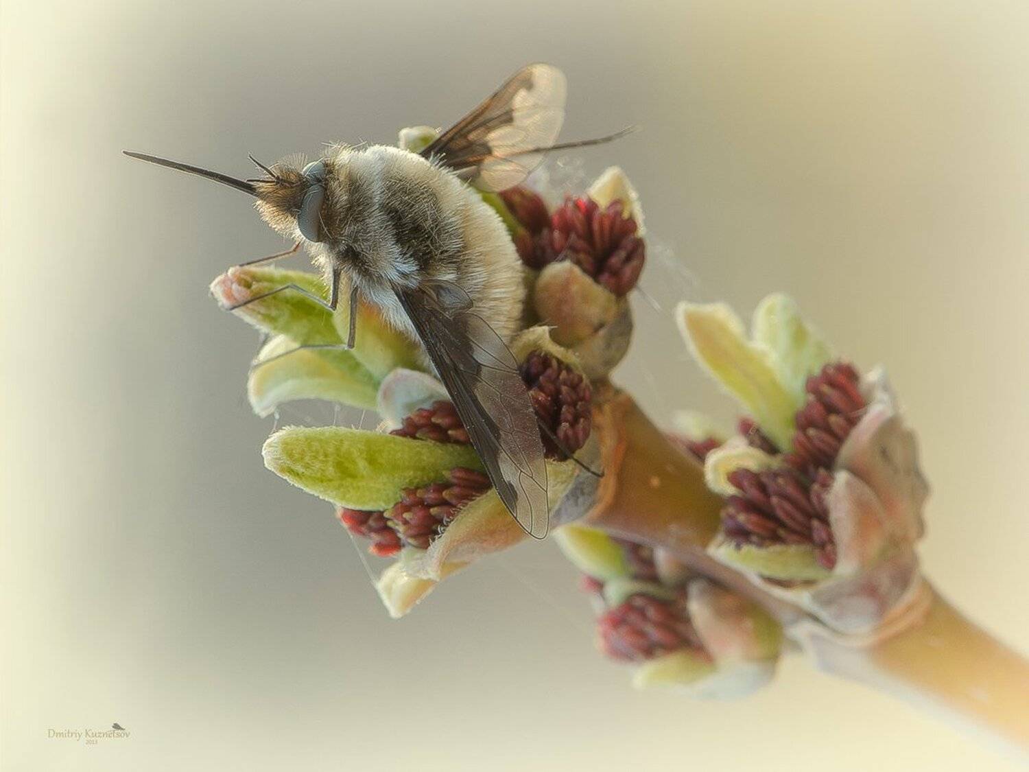 , Кузнецов Дмитрий