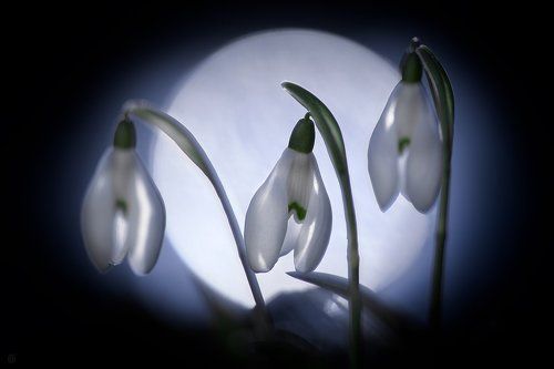 Snowdrops in the moonlight