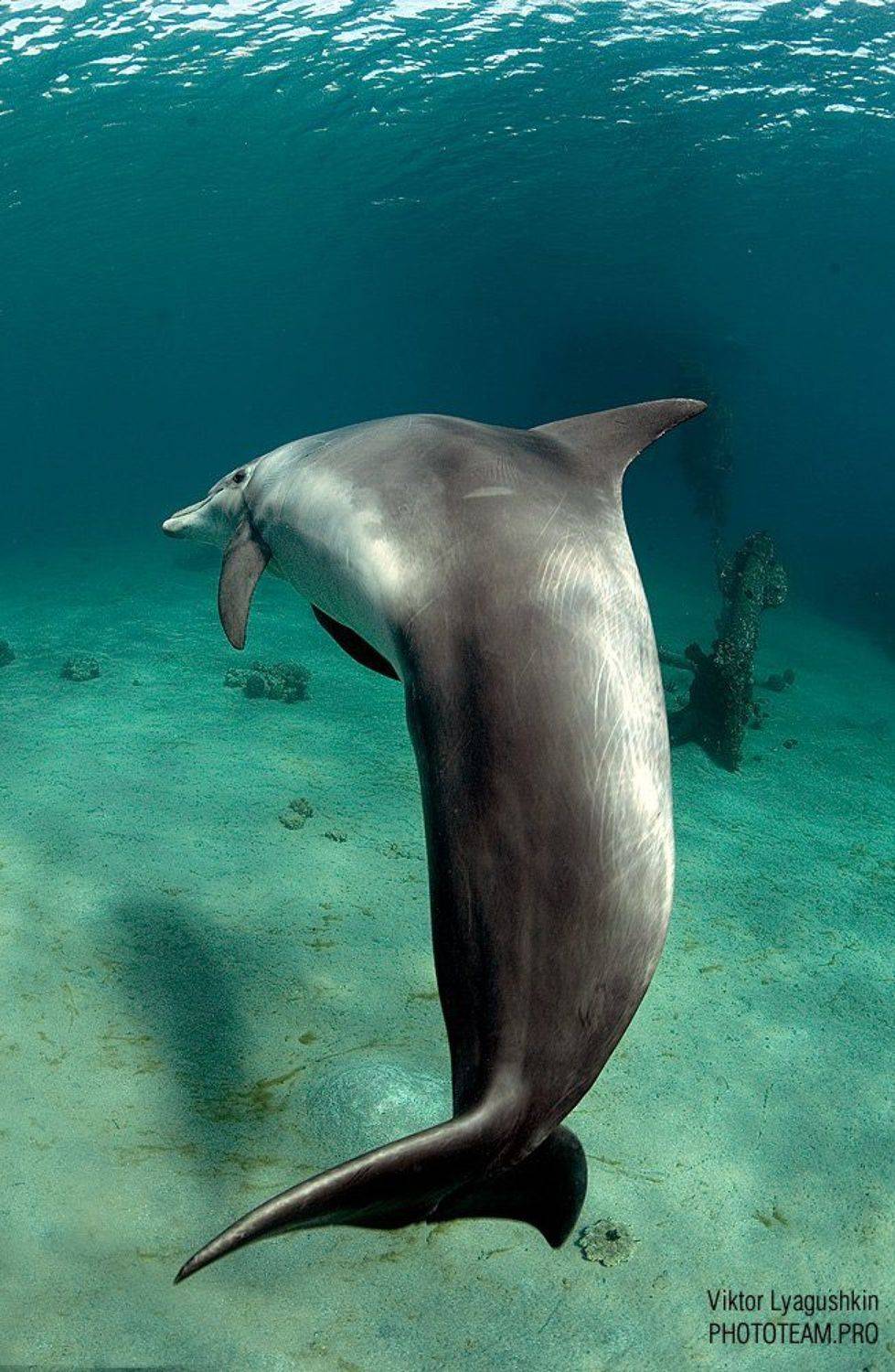 , Витя Лягушкин