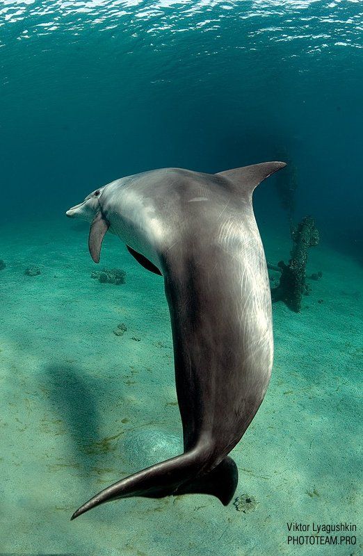 В салочки поиграем? фото превью