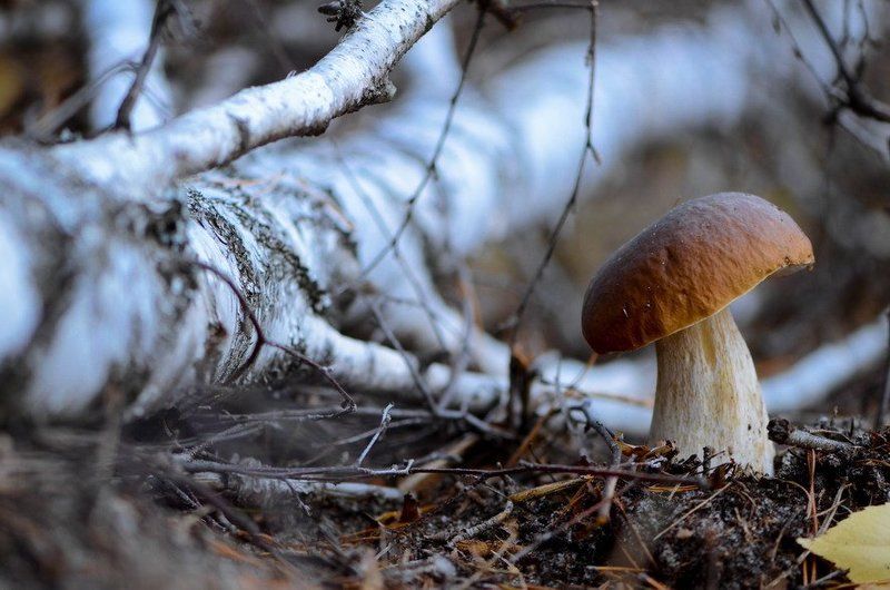 Грибное царство