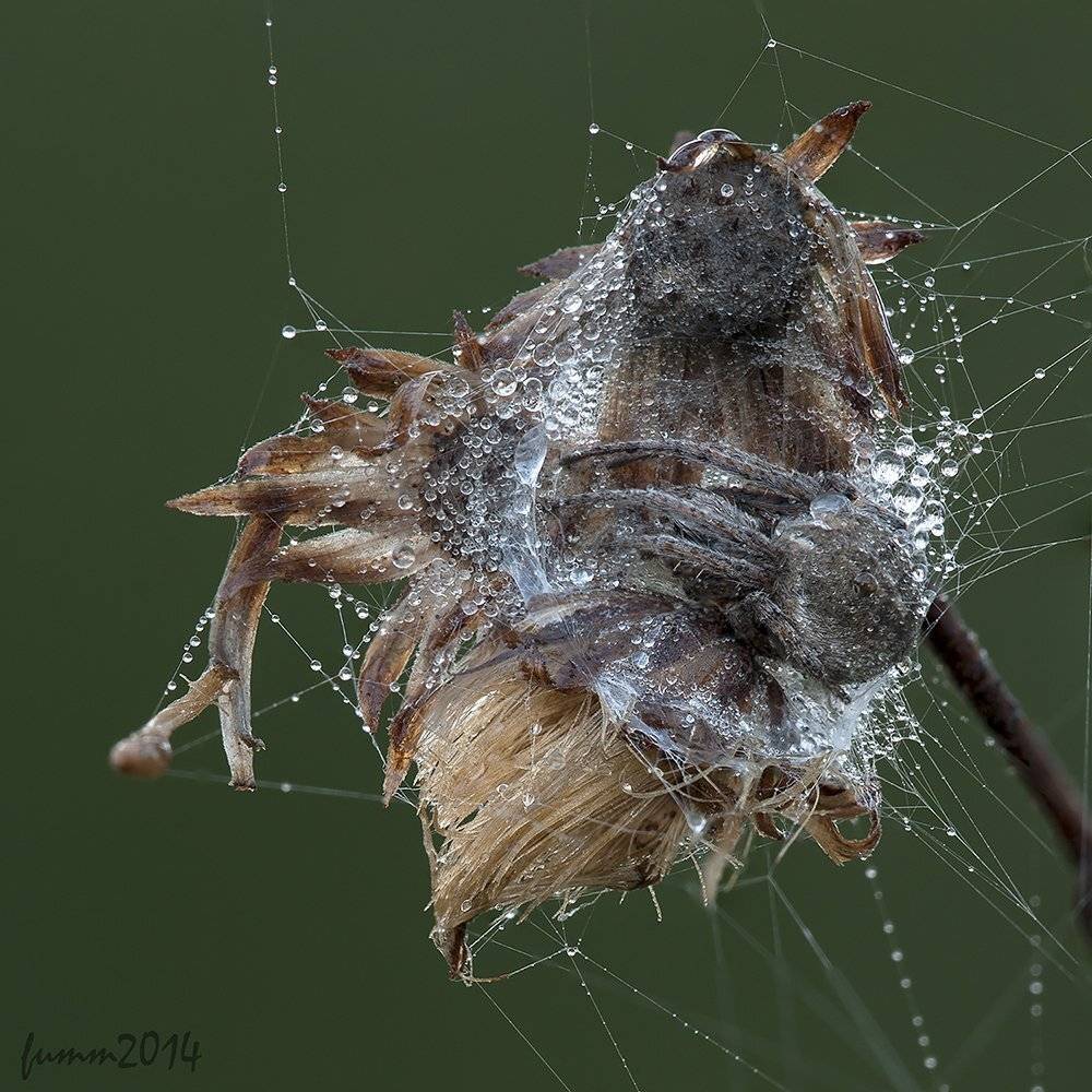 , Игорь ФУММ