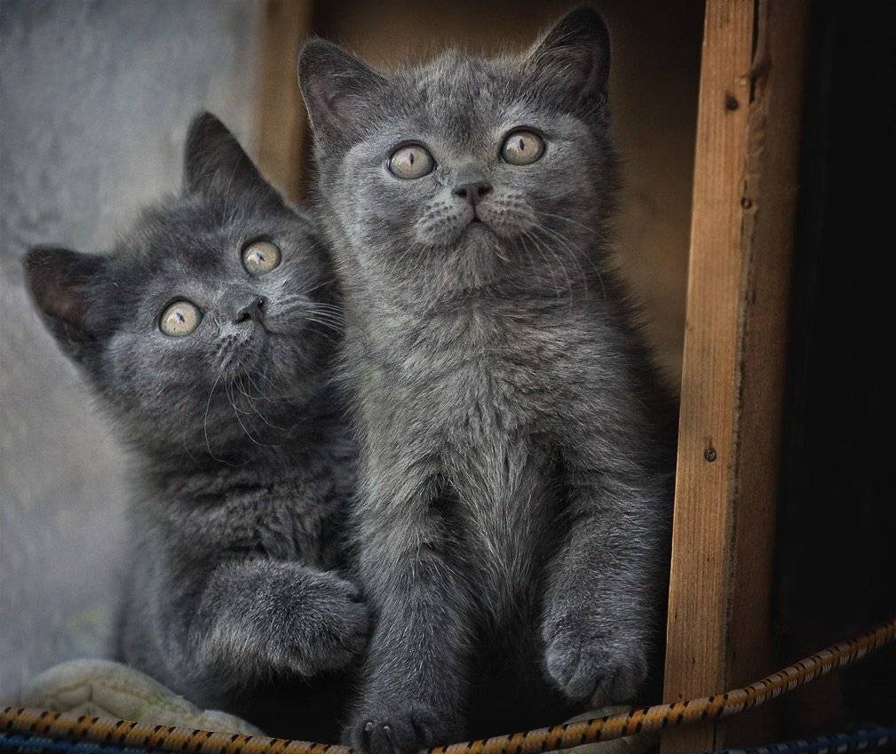 , Анна Корсакова